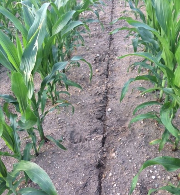 Closeup of corn growing in a field.